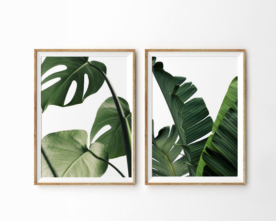 Mesterskab Forræderi lejer Tropical Leaf Print Set of 2 Prints Monstera Leaf Banana Leaf - Etsy