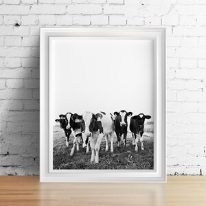 May include: Black and white photograph of five cows standing in a field. The cows are looking directly at the camera.