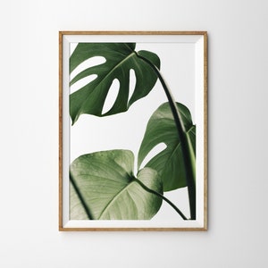 May include: A framed print of a close-up of a monstera plant with large, green leaves against a white background.