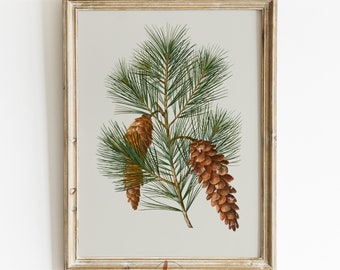 Winter botanischer Druck, Vintage Tannenzapfen Zweige Zeichnung, Vintage botanische, druckbare Wandkunst, Digitaldruck, Land Bauernhaus Dekor