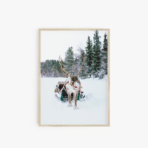 Op de afbeelding: Een rendier trekt een slee door een besneeuwd bos. Het rendier draagt een harnas en heeft geweien. De slee is groen en rood en heeft een wit deken.