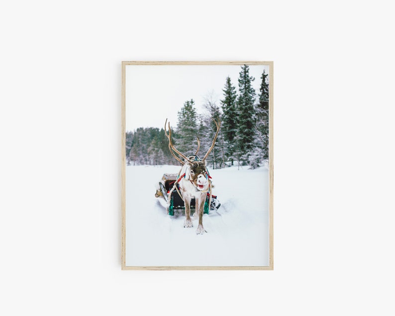 Op de afbeelding: Een rendier trekt een slee door een besneeuwd bos. Het rendier draagt een harnas en heeft geweien. De slee is groen en rood en heeft een wit deken.