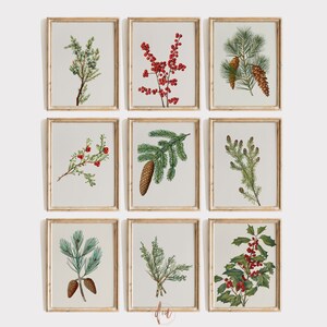 Winter Botanical Wall Art Print Set of 9, Vintage Botanical Drawings, Christmas Gallery Wall Set, Pine Holly Mistletoe Antique Paintings