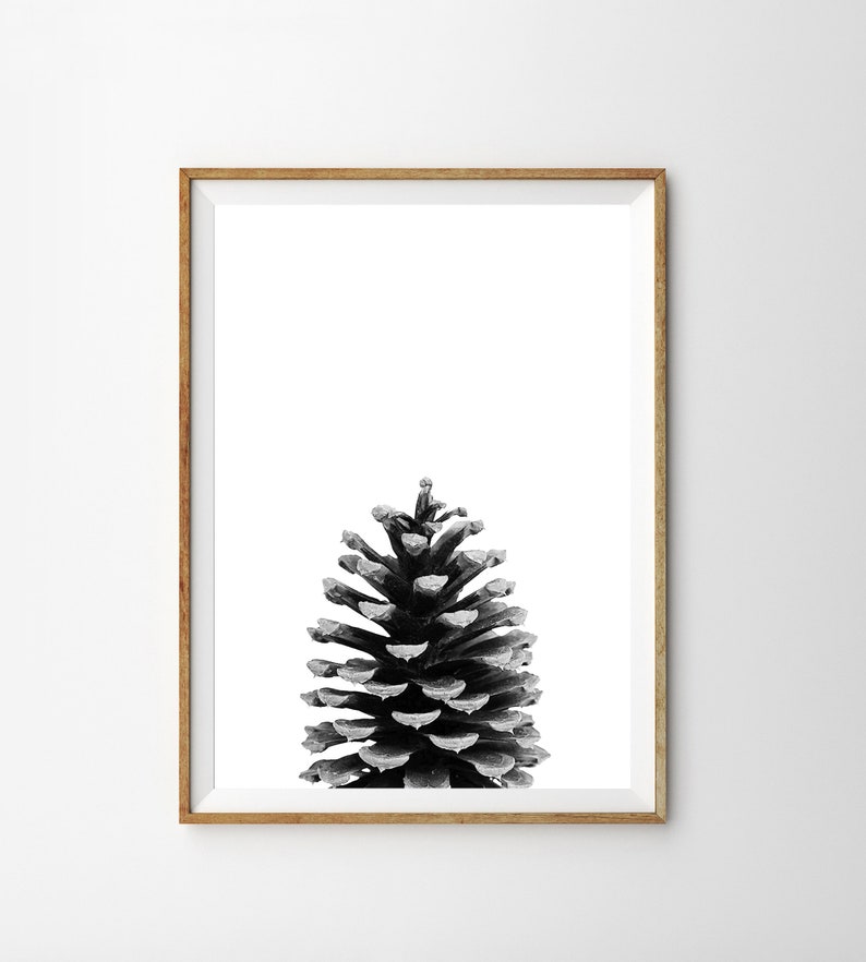 May include: A black and white photograph of a pine cone against a white background. The pine cone is centred in the image and is the only object visible.