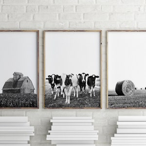 May include: A set of three black and white photographs depicting a rural scene. The first photo shows a barn in a field. The second photo shows a group of cows in a field. The third photo shows a hay bale in a field.
