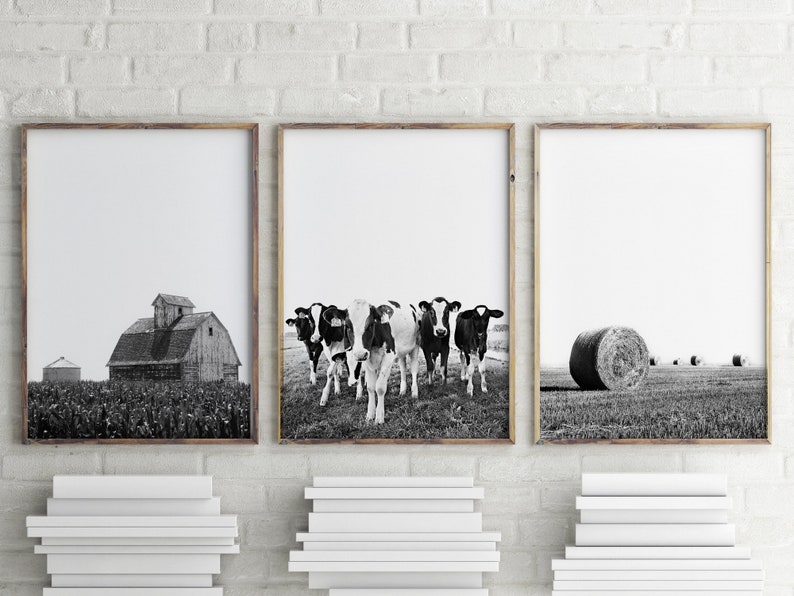 May include: A set of three black and white photographs depicting a rural scene. The first photo shows a barn in a field. The second photo shows a group of cows in a field. The third photo shows a hay bale in a field.