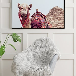 May include: A framed photograph of a camel with a colorful saddle, looking directly at the camera. The camel is standing in front of a stone structure, possibly a pyramid.