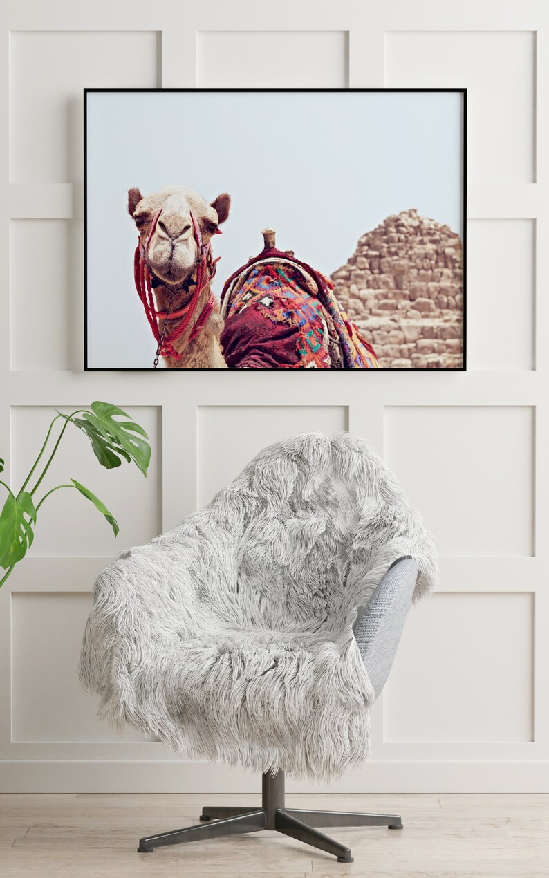 May include: A framed photograph of a camel with a colorful saddle, looking directly at the camera. The camel is standing in front of a stone structure, possibly a pyramid.