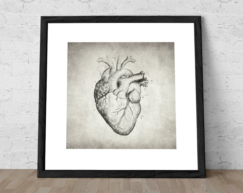 Heart Drawing Anatomical Heart Heart Poster Vintage Etsy