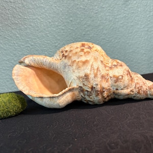 May include: A large, beige and brown seashell with a spiral shape and textured surface. The shell has a wide opening and a pointed end. A small, green, moss-covered decorative stone sits to the left of the shell. The background is a light blue wall.