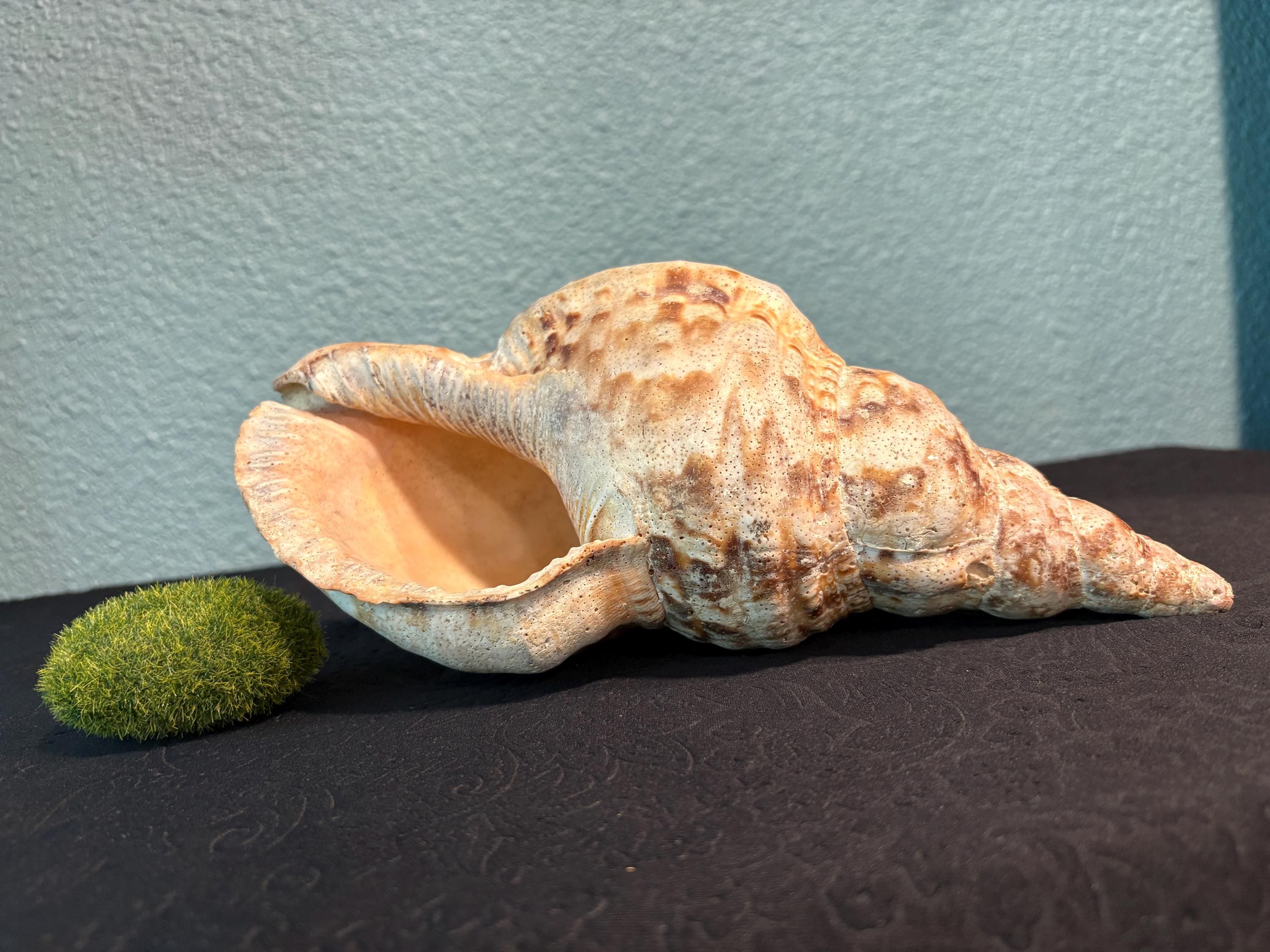 Charonia tritonis - Etsy 日本