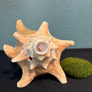 May include: A large, spiky, tan seashell with a central opening and a small, round, green moss ball. The shell has a textured surface and a few areas of light blue coloration. The background is a muted teal color.