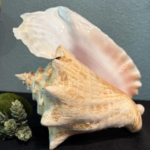 Puede incluir: Una gran concha beige con una forma espiral prominente y un interior liso y nacarado. La concha tiene un tono rosa claro en el interior y se exhibe sobre una superficie oscura. La concha es un elemento decorativo natural.