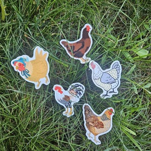 Sassy chicken Stickers Pack | 5 Cute Hen & Rooster Waterproof Stickers | Backyard Chicken Vinyl Decals for Water Bottles, Laptops