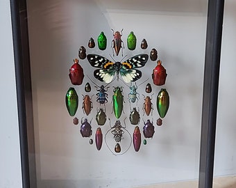 Cadre Insectes naturalisés : Mosaique de coléoptères et papillon