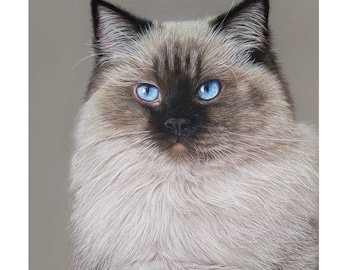 Retrato de mascota personalizado: Arte de gato al pastel dibujado a mano