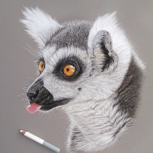 May include: A close-up of a lemur's face with its tongue sticking out. The lemur has white fur around its face and ears, and black fur on its body. The lemur has bright orange eyes.
