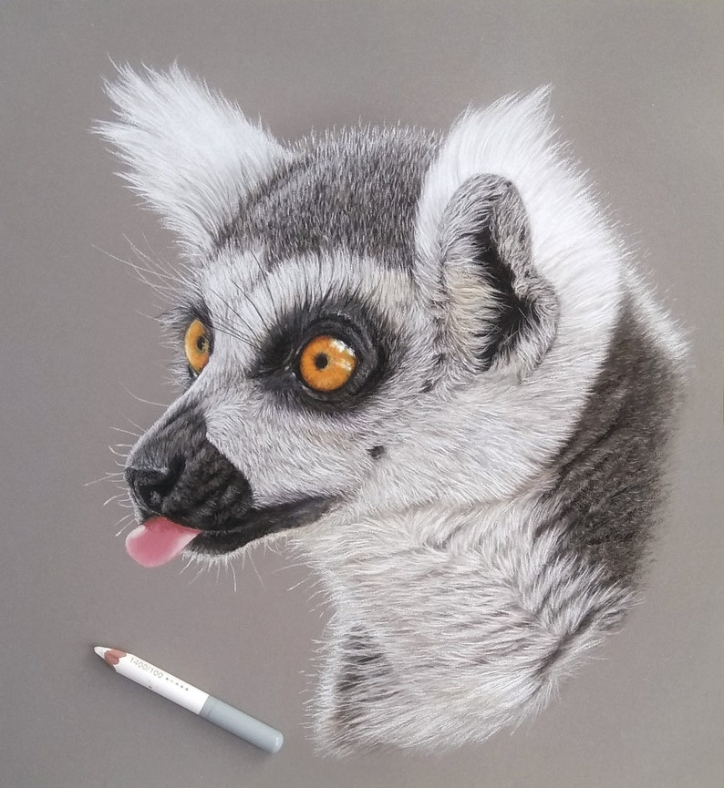 May include: A close-up of a lemur's face with its tongue sticking out. The lemur has white fur around its face and ears, and black fur on its body. The lemur has bright orange eyes.