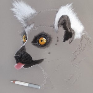 May include: A close-up of a lemur's face with white fur around its ears and a black nose. The lemur has bright orange eyes and its tongue is sticking out.