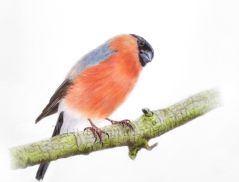 bird drawing art Original Drawing Bullfinch gifts