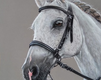 May include: A close-up portrait of a white horse with a black bridle and a braided mane. The horse has a pink nose and is looking to the left. The background is a light gray.