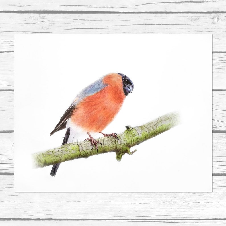 bird drawing art Original Drawing Bullfinch gifts