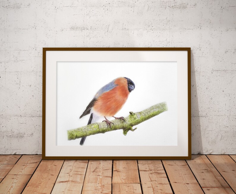 bird drawing art Original Drawing Bullfinch gifts