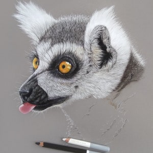 May include: A close-up of a lemur's face with black fur, white fur, and bright yellow eyes. The lemur is sticking its tongue out. The background is a light grey.