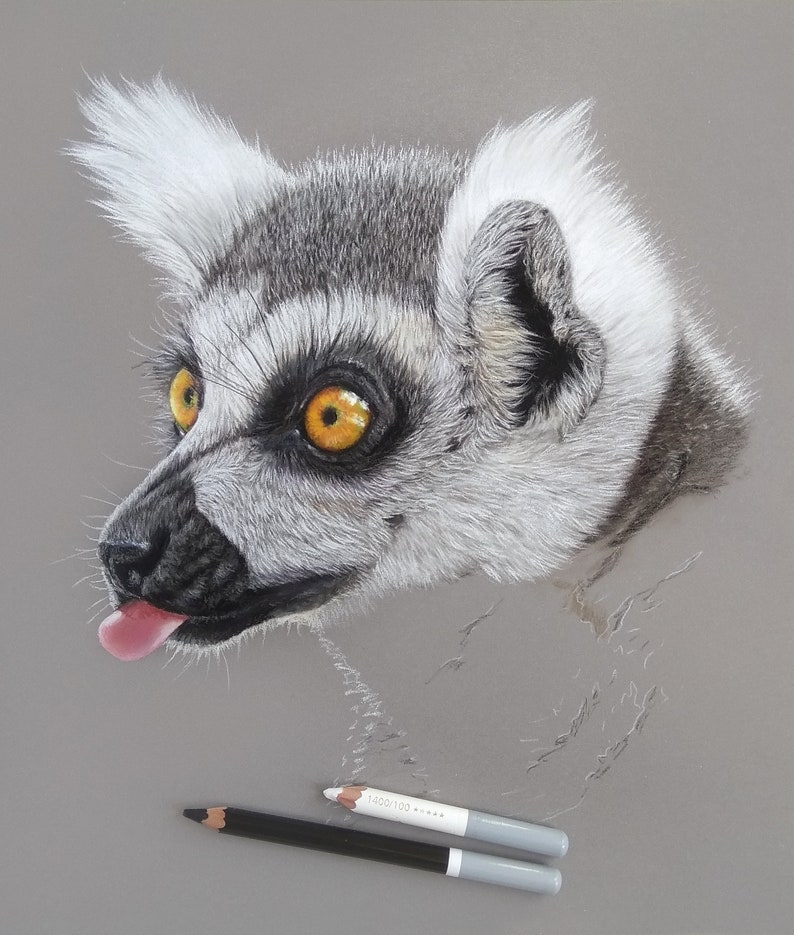 May include: A close-up of a lemur's face with black fur, white fur, and bright yellow eyes. The lemur is sticking its tongue out. The background is a light grey.