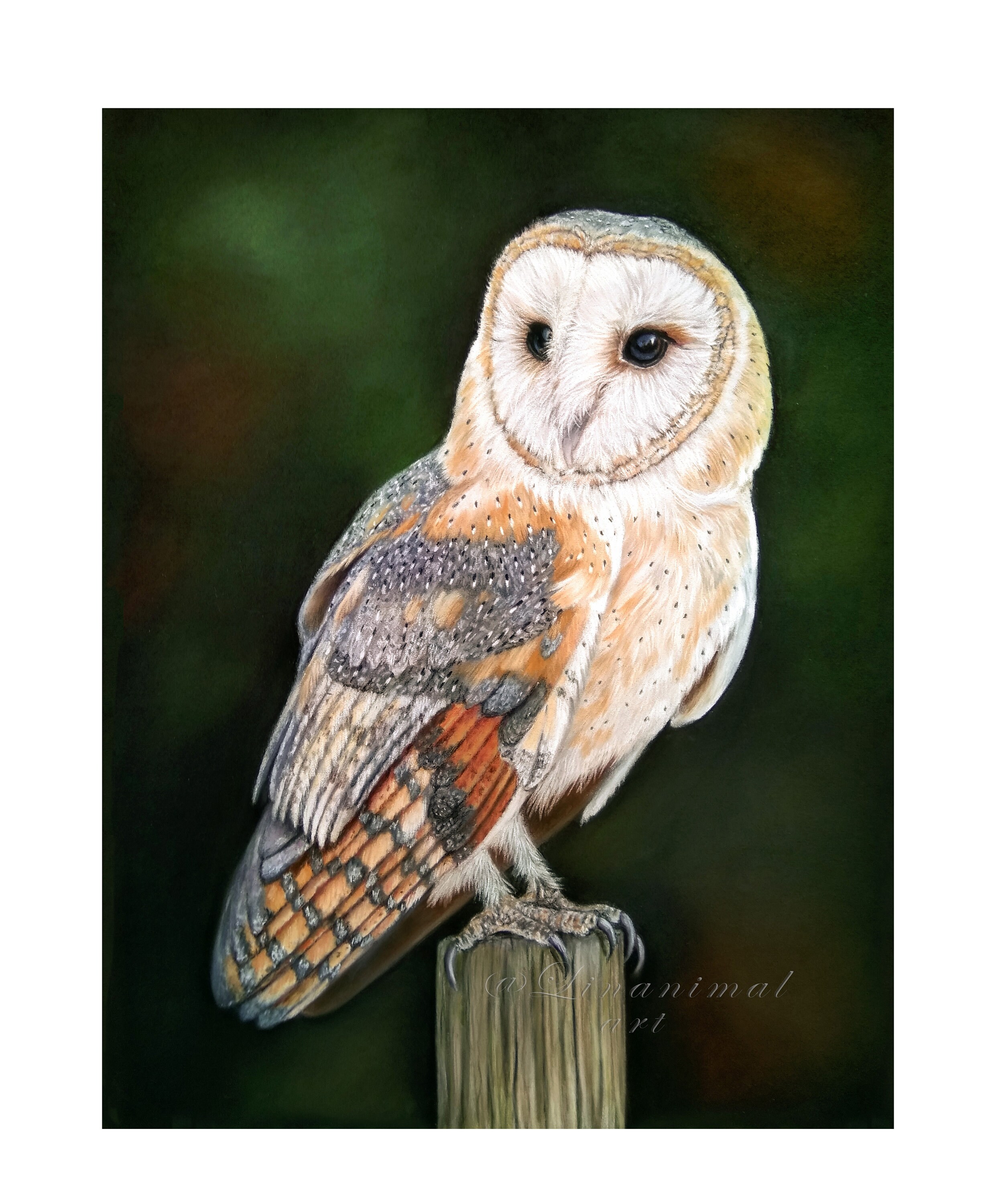 Raptor Owl Pencil Drawing Barn Owl Art Barn Owl Bird Barn Owl Decor Owl