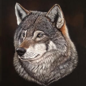 May include: A close-up portrait of a wolf with a gray and brown coat. The wolf is looking to the right of the image with a soft expression. The background is black.