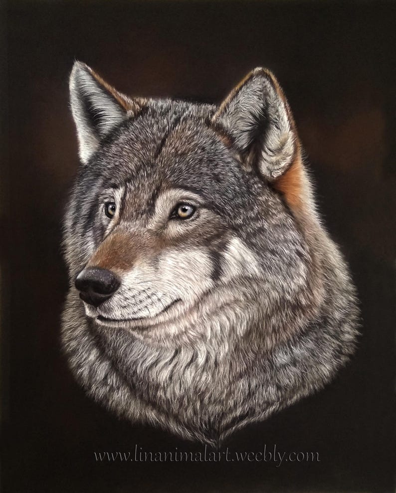 May include: A close-up portrait of a wolf with a gray and brown coat. The wolf is looking to the right of the image with a soft expression. The background is black.