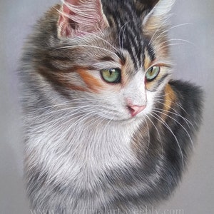 Pu&ograve; includere: Un dettagliato disegno a pastello di un gatto calico a pelo lungo con occhi verdi, pelo bianco sul petto e macchie di pelo nero, marrone e arancione. Il gatto guarda verso destra. Il testo www.linanimalart.weebly.com &egrave; stampato in basso.