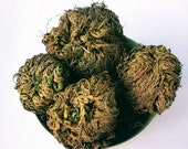 Rose of Jericho - Resurrection flower