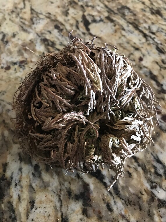 Rose De Jericho Fleur De La Résurrection