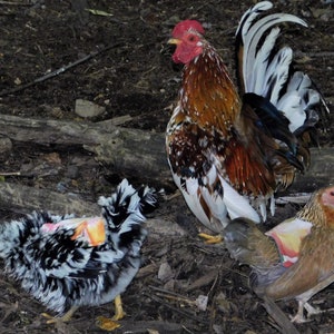 May include: Three chickens, one rooster and two hens, are standing on a bed of brown leaves and twigs. The rooster has a red comb and wattles, and white, black, and brown feathers. The hens have black and white feathers, and one hen has brown feathers.