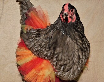 Sunrise Chicken Tutu