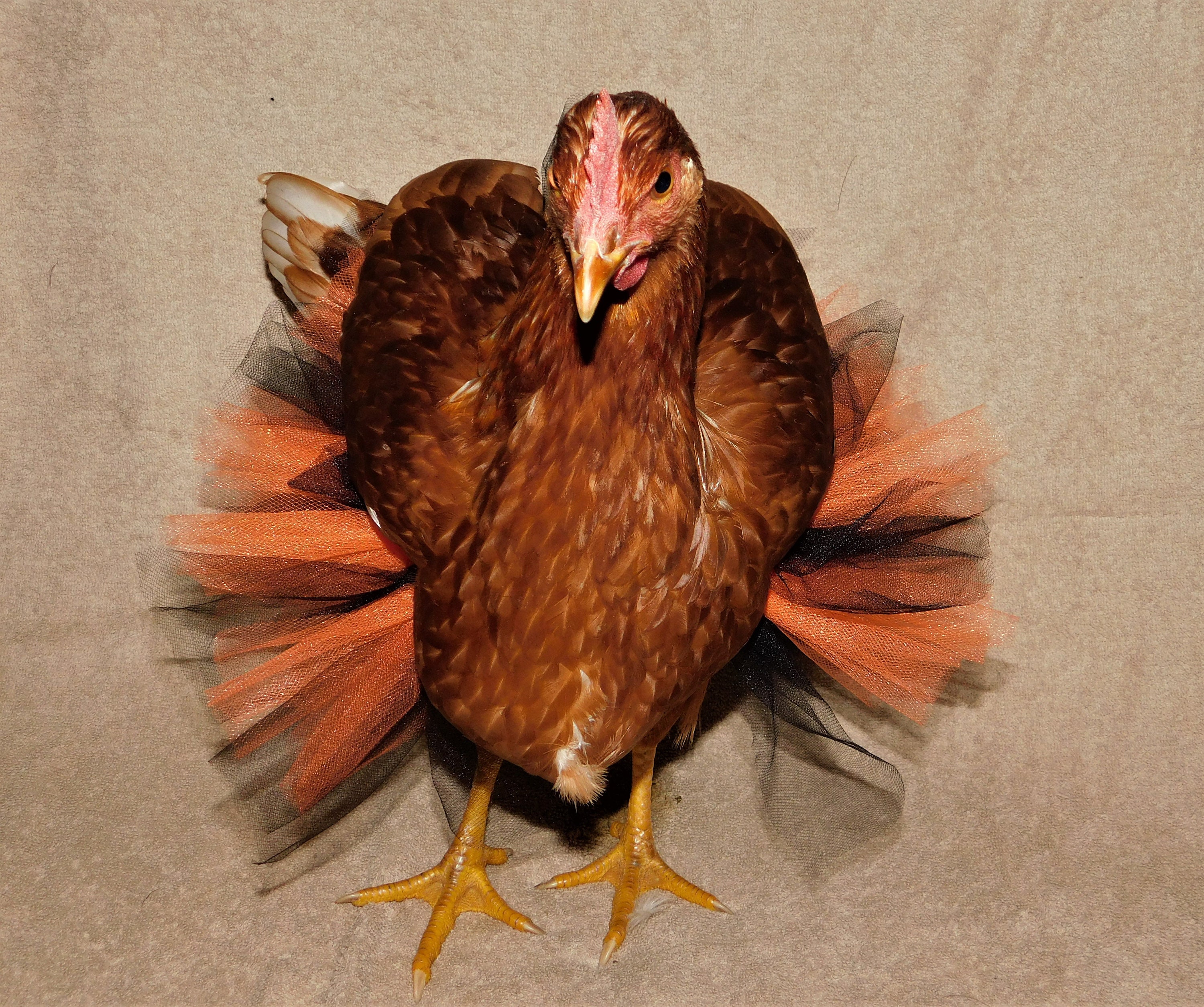 Halloween Chicken Tutu - Etsy