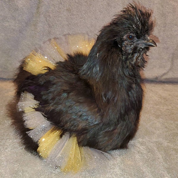 Silver & Gold chicken tutu