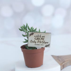 May include: A small brown plastic pot containing a green succulent plant with a rectangular wooden sign inserted into the soil. The sign features laser-engraved text that reads "watch me GROW Baby McGlynn October 2021" with leaf accents.