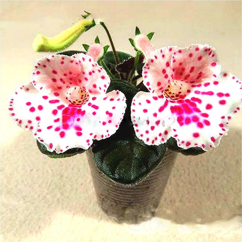 Gloxinia Flower Wikipedia In Hindi