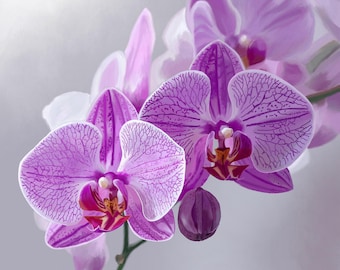 Small 8"x8" framed 6"x6" Lavender Purple Orchid Flowers Botanical Art Print