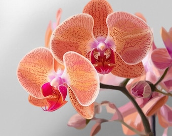 Small 8"x8" framed 6"x6" Orange and Pinks Orchid Flowers Botanical Art Print