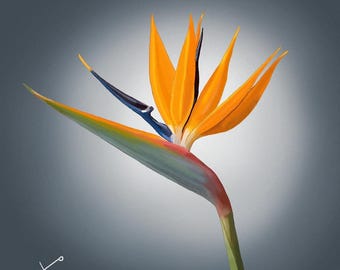 Framed Bird of Paradise Art Print – Tropical Botanical Wall Decor