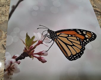 5x7 Monarch Cherry Blossom Fine Art Print Ready To Frame, Gallery Wall, Housewarming, Gift