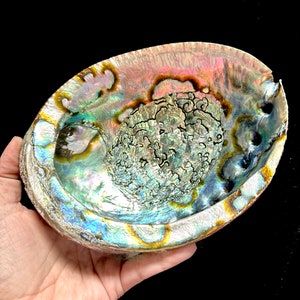 May include: A large iridescent abalone shell with a deep, bowl-shaped interior. The shell has a natural, organic texture and displays a range of colors, including green, blue, purple, and gold.
