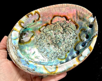 Abalone-snäckskal