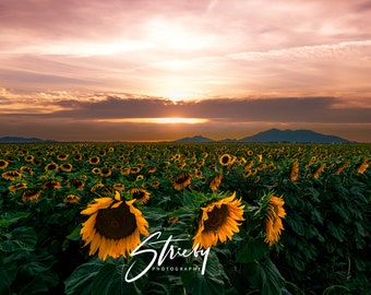 Landscape Photography-Acrylic Prints-Canvas Prints-Wall Decor-Wall Art-Home Decor-Sunflowers-Arizona-Nature-Free Shipping