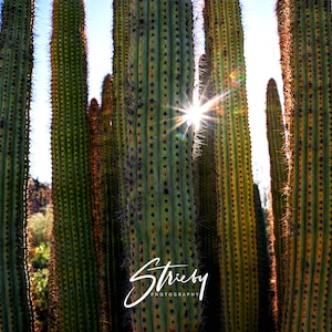 Arizona Landscape Photography Prints-Acrylic Prints-Canvas Prints-Metal Prints-Home Décor-Wall Décor-Cactus-Organ Pipe-Arizona-Desert