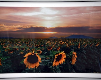 Framed Landscape Photography-Signed Prints-Wall Décor-Framed Wall Art-Fine Art-Framed Prints-Arizona-Sunflowers-Sunset-Desert Landscapes